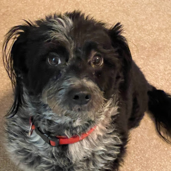 Meet your Posher, Michelle - Picture 1 of 1